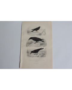 Gravure BUFFON Choquard Corbeau Freux Oiseaux XIXe siècle