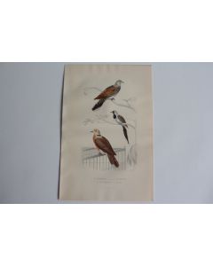 Gravure BUFFON Tourterelle Tourtelette Oiseaux XIXe siècle
