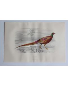 Gravure BUFFON Faisan Oiseaux XIXe siècle