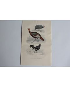 Gravure BUFFON  Peintade Dindon Tétras Oiseaux XIXe siècle