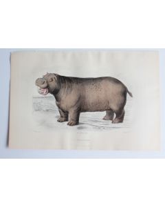 Gravure BUFFON L'Hippopotame XIXe siècle