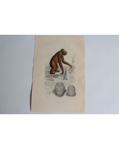 Gravure BUFFON L'Orang-Outang Singe XIXe siècle