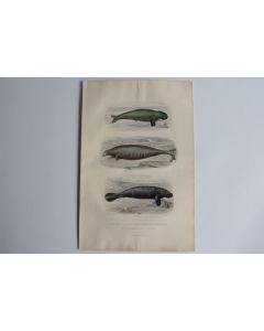 Gravure BUFFON Dugon Grand Lamantin Lamantin des Antilles XIXe siècle