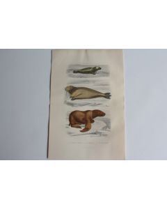 Gravure BUFFON Phoque Morse Lion Marin XIXe siècle