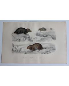 Gravure BUFFON Rat Souris Rat d'eau XIXe siècle