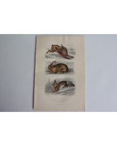 Gravure BUFFON Lièvre Lapin domestique Lapin de Garenne XIXe siècle