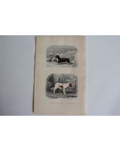 Gravure BUFFON Chien basset Chien épagneul XIXe siècle