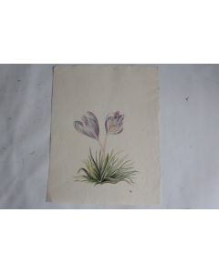 Aquarelle originale botanique Crocus