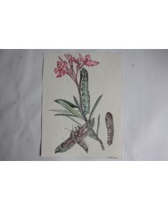 Aquarelle originale botanique et entomologique Sphinx H. A. Wenger