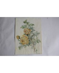 Aquarelle originale étude botanique Rose jaunes A. Wenger