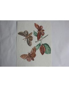 Aquarelle originale étude entomologique Papillons nocturnes A. Wenger