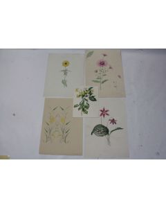 Dessins originaux botaniques fleurs champêtres aquarelle