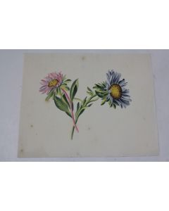 Dessin original Aquarelle botanique Fleurs Aster