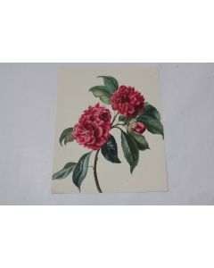 Dessin original Aquarelle botanique Fleurs Camélia XIXe siècle