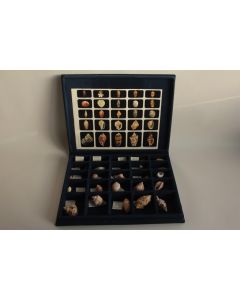 Coffret pédagogique de conchyliologie Collection de 25 coquillages