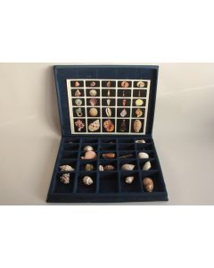 Coffret pédagogique de conchyliologie Collection de 20 coquillages