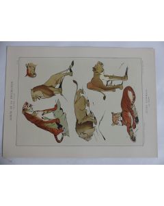 Estampe Etudes d'animaux ROLPH Félins Art nouveau