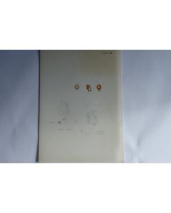 Ancien dessin original bijoux Boucle d'oreilles
