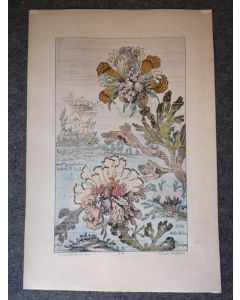 Gravure BUCHERT Plante Mer Marin Art Nouveau