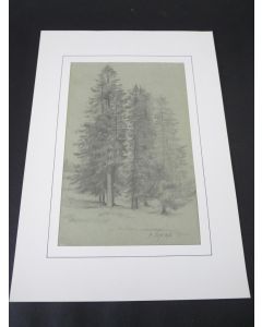 Dessin original au crayon Sapins 1873