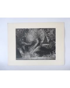 Photo d'Art  L'Arbre  Claude Plessier