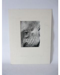 Photo d'Art  Elephant  Nicolle Jamin 2000