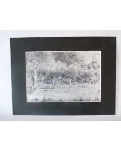 Photo d'Art  Les 3 Zébrés  Maurice Dupont 2000