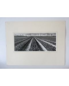 Photo d'Art  Les Tulipes  Dominique Breuillet 1998