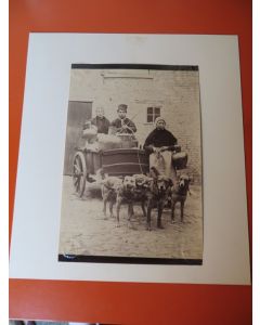 Photo Voiture à chiens Laitières flamandes Belgique