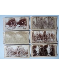 Photographie Photo Stereo Arbres Palmiers Tree Palm USA Florida Jamaica