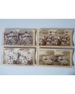 Photographie Photo Stereo Fleurs Flowers USA x4
