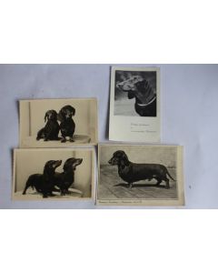 Photographies Chiens de race Teckel champions concours